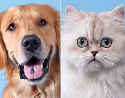 The same goes if you plan on bringing in a new pet. Why Dogs Are Better Than Cats Joyscribe