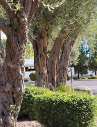 From plenty of sunshine to the right amount of water. Old Town Scottsdale S Olive Legacy Edible Phoenix