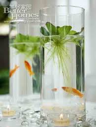 Simple Water Garden Water Lettuce Water Plant Decorative Stones Small Fish More Bitki Saksi Mor Dugun