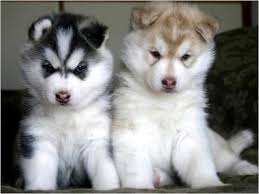 Baby Black And White Husky With Blue Eyes Intelligent Siberian Husky Puppies 150 Winter Park Florida Cute Husky Puppies Malamute Puppies Alaskan Malamute Puppies
