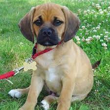 Puggle chien