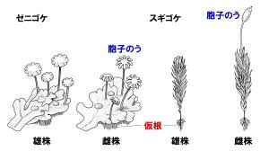 中1理科 シダ植物とコケ植物のポイント Examee