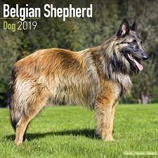 The longhaired black belgian shepherds primarily owe their existence to nicolas rose, who purchased what are considered to be the foundation couple of the belgian sheepdog. Belgian Shepherd Dog Belgischer Schaferhund 2019 Wall Kalender Amazon De Avonside Publishing Bucher