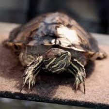 This is what makes the difference between a pet turtle this is just an overview of how big do red slider turtles get. Red Ear Slider Turtle Facts All Turtles