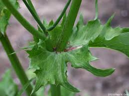 Image result for Sonchus wilmsii