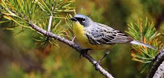 Image result for Sclerochiton kirkii