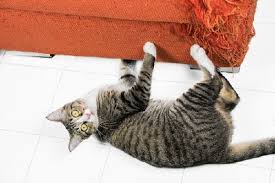 How To Stop Cats From Scratching Furniture Cat Scratching Cats Cat Scratching Furniture