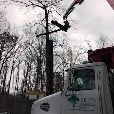 Jacksonville tree service is a professional, licensed, and insured tree care company. Jolly S Tree Service Home Facebook