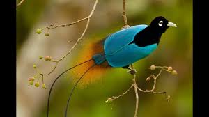 Are you seeking beautiful wallpapers of love birds? Beautiful Paradise Bird With Blue And Black Color Hd Birds Wallpapers Hd Wallpapers Id 55559