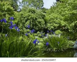 Image result for Strophanthus gardeniiflorus