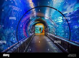 The Shark Reef Aquarium At Mandalay Bay Hotel And Casino In Las Vegas Stock Photo Alamy