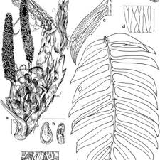 Image result for Syngonanthus robinsonii