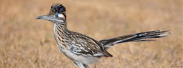 Check spelling or type a new query. Birds Of New Mexico 21 Must See Species American Bird Conservancy