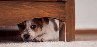 Image result for Rabies