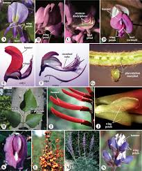 Image result for Fabaceae subfamily Mimosoideae