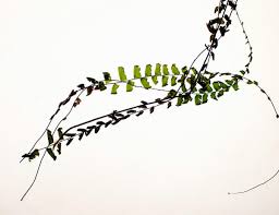 Image result for Adiantum incisum