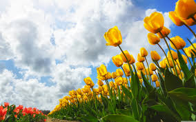 Free Download Spring 4k Hd Desktop Wallpaper For 4k Ultra Hd Tv Wide 5120x3200 For Your Desktop Mobile Tablet Explore 65 Images Of Spring Wallpaper Spring Pictures Wallpaper Free We hope you appreciate our collection of high definition (hd) images. wallpapersafari
