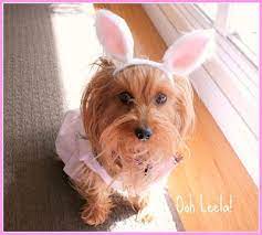 Ooh Leela Easter Project No Sew Bunny Ears For Your Pet A Tutorial By Ooh Leela Diy Bunny Ears Pet Bunny Bunny Ear