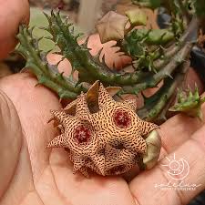 Image result for Huernia verekeri
