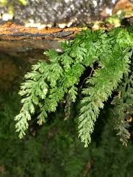 Image result for Vandenboschia