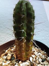 Many stone suppliers publishing subway tile products. Help Please Why Is This Cactus Brown At The Base Thanks Cacti