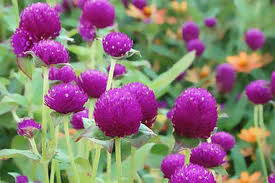 Most purple flowers can be categorized according to perennial and annual flowers. Summer Flowers That Bloom All Season Long This Old House