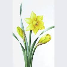 Daffodils Flower Art Botanical Illustration Flower Painting