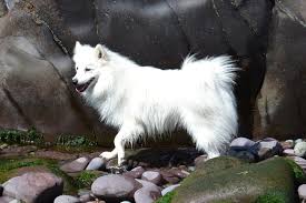 The japanese spitz is a small, fluffy, white companion breed that was developed in japan. Japan Spitz Charakter Ernahrung Dressat De Petglobals Com
