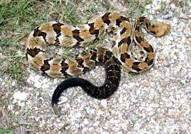 Absolutly Beautiful Canebrake Rattlesnake Reptile Snakes Animals Beautiful Types Of Animals
