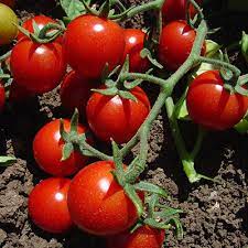 Da wundert es umso mehr. Tomate Informationen Zu Kultivierung Verarbeitung Und Mehr