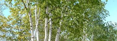 To view this photo larger or view purchase information click here. Paper Birch American White Birch Canoe Birch Betula Papyrifera