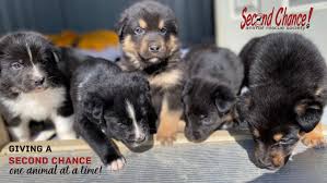 Second chance animal rescue, las vegas, nevada. Second Chance Animal Rescue Society Home Facebook