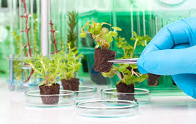 Fundamental ability of plants totipotency: How To Use Plant Cell Tech Ppm Plant Cell Technology Fight Contamination With Ppm In 2021 Plant Tissue Botany Plants