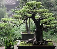 Google Image Result For Http Www Stonecraftsite Com Sitebuildercontent Sitebu Bonsais Arboles Bonsai Bonsai
