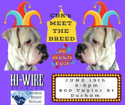 Volunteering with shelters & rescues. Events Carolina Boxer Rescue
