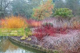 Vil du købe cornus alba 'midwinter fire'? Winter Garden With C Stock Photo By Dave Zubraski Image 0557398