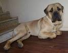 Home - Daniffs - 50% Grate Dane 50% English Mastiff