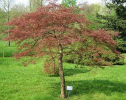 How And When To Prune A Japanese Maple Tree Tree Removal