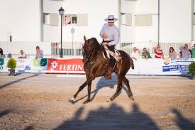 La Feria del Caballo 'Ecualtur', de Yunquera de Henares, finaliza su  séptima edición con más de 10.000 visitantes - Noticias de Guadalajara - La  Cerca