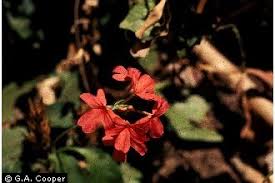 Image result for Crossandra nilotica