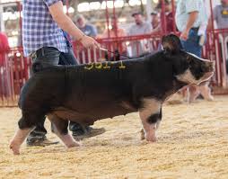 He is a deal with it x 3rd degree burn bred by j.r. Boars Southern Gold Sires