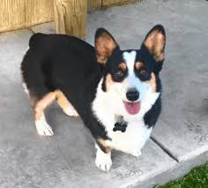 If you are looking for corgi puppies for sale, your best bet is to go to a reputable breeder who will offer you all the necessary information with the added advantage of scoring a good price. Tour