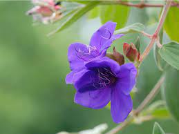 Shrubs with purple flowers are perhaps more highly sought after than any other type. Princess Flower Plant Facts How To Grow A Princess Flower Bush