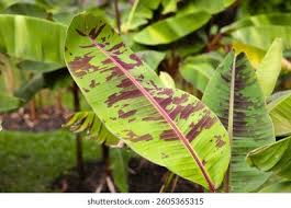 Image result for Musaceae