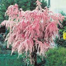 Tamaricaceae tamarisk, athel tree, salt cedar origin: Buy Tamarix Tetrandra J Parker Dutch Bulbs