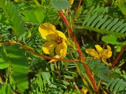 Image result for Chamaecrista polytricha