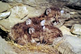 The andean mountain cat (leopardus jacobita) is a small wild cat.2 it is one of only two felids for which no subspecies have been classically described.3 fewer than 2500 individuals are thought to exist.4 this cat is one of about two dozen small wild cat species found around the world. Mountain Lion Kittens Inhabitat Green Design Innovation Architecture Green Building