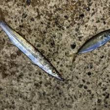 カマスシーズンのはじまり 千葉 富浦港 アジング カマス 陸っぱり 釣り 魚釣り 釣果情報サイト カンパリ