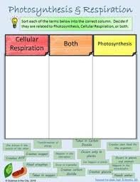 Photosynthesis And Cellular Respiration Digital Sort Activity Photosynthesis And Cellular Respiration Photosynthesis Cellular Respiration
