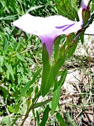 Image result for Ipomoea marginata